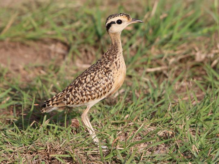 Cream-colored Courser