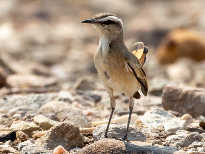Kalahari Scrub Robin