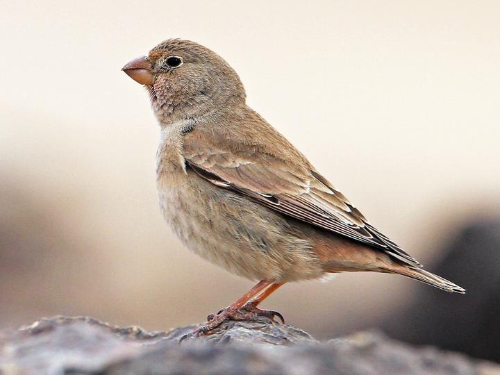 Trumpeter Finch