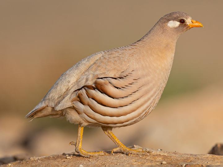 Sand Partridge