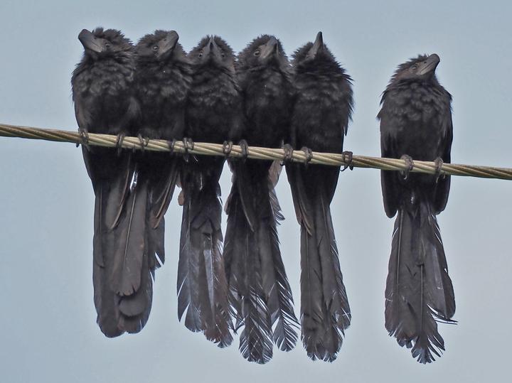 Groove-billed Ani
