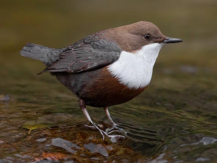 White-throated Dipper