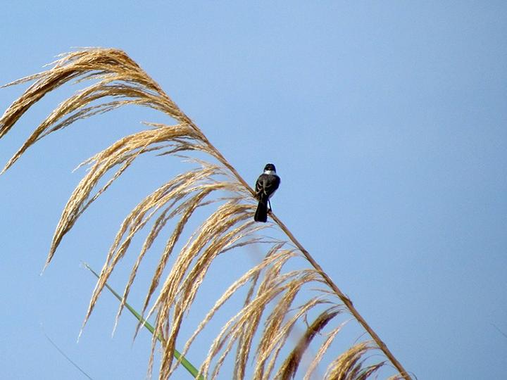 River Tyrannulet