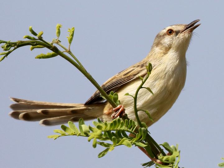 River Prinia