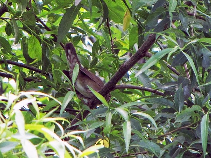 River Warbler