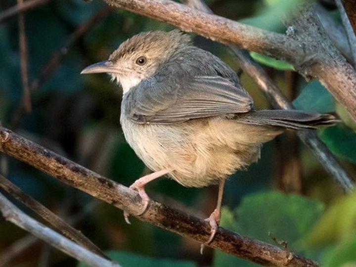 Bubbling Cisticola