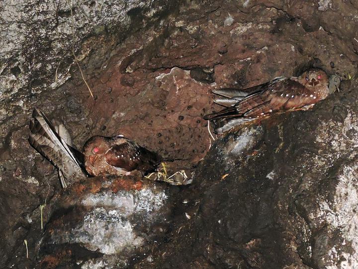 Oilbird