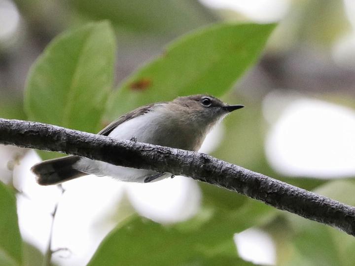 Large-billed Gerygone