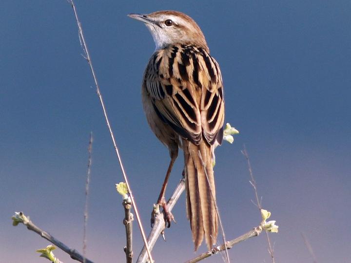 Striated Grassbird