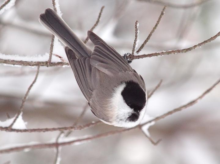 Marsh Tit