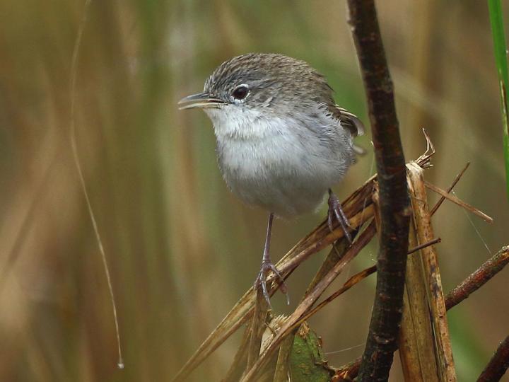 Swamp Grass Babbler
