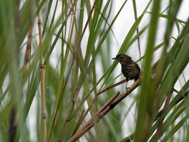 Marsh Babbler