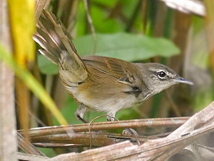 Dja River Scrub Warbler
