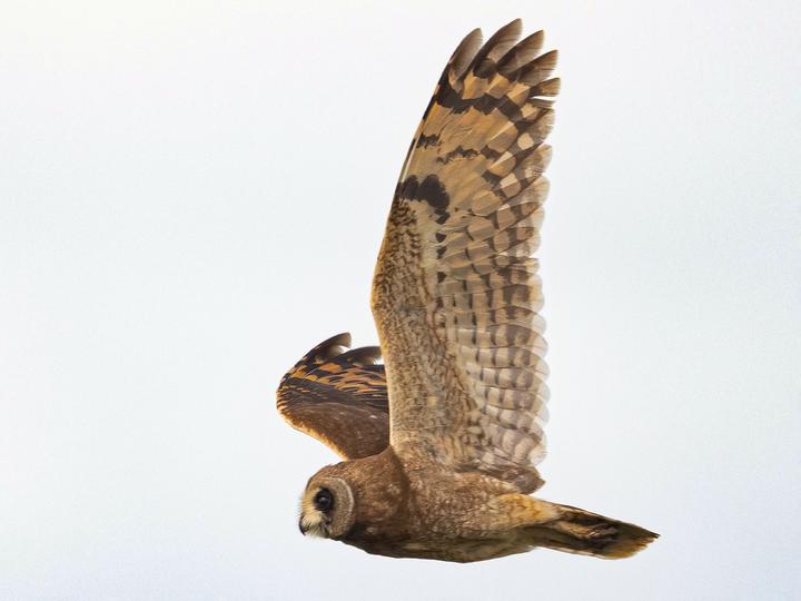 Marsh Owl