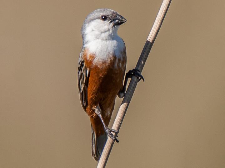 Marsh Seedeater
