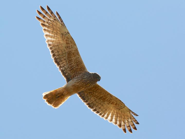 Swamp Harrier