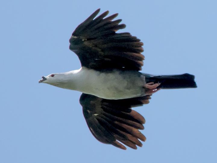 Polynesian Imperial Pigeon