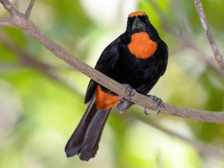 Puerto Rican Bullfinch