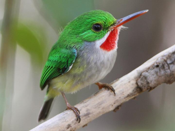 Puerto Rican Tody
