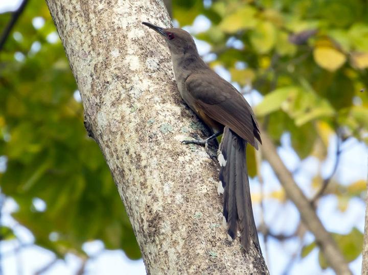 Puerto Rican Lizard Cuckoo