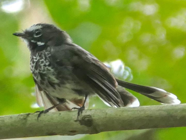 Pohnpei Fantail