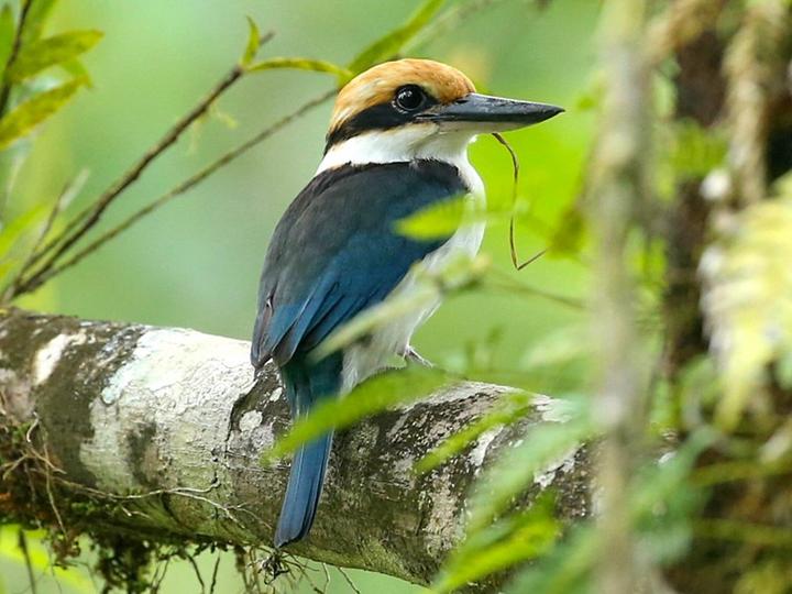Pohnpei Kingfisher