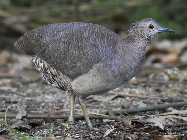 Undulated Tinamou