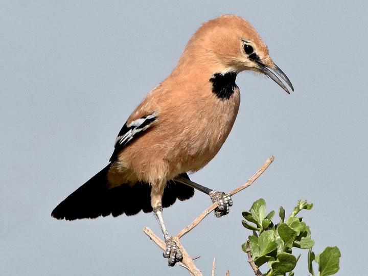 Iranian Ground Jay