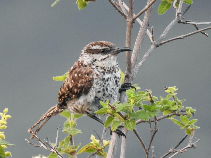 Boucard's Wren