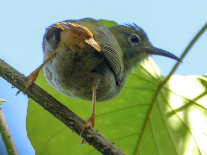 Long-billed White-eye