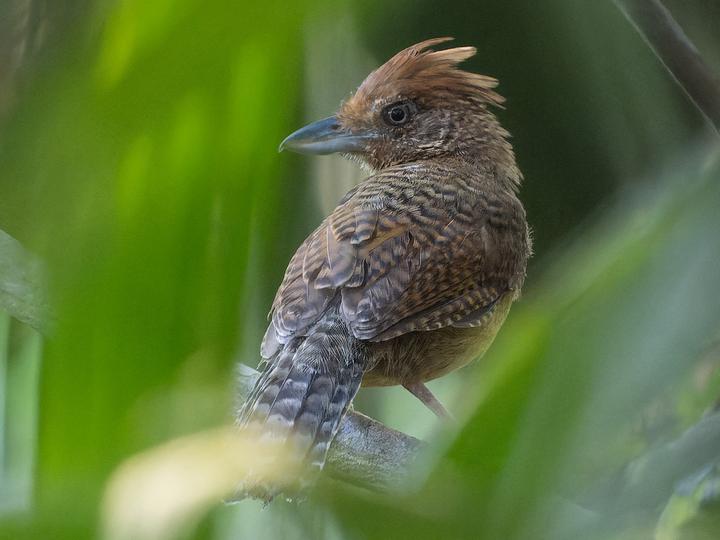Undulated Antshrike