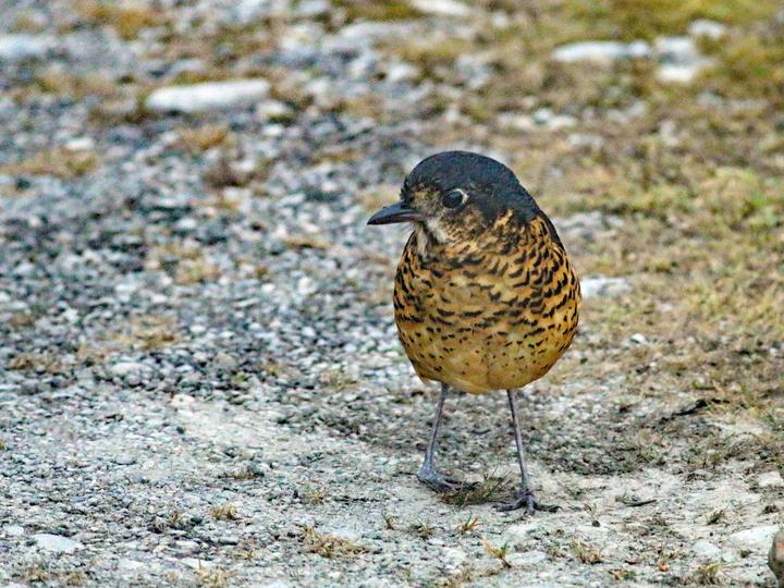 Undulated Antpitta