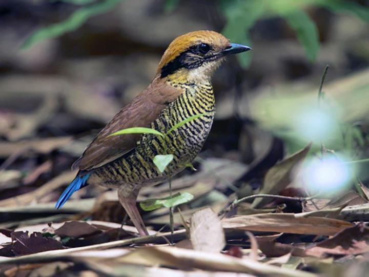 Gurney's Pitta