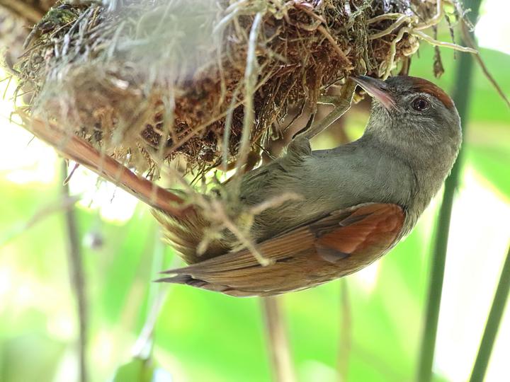 Tepui Spinetail