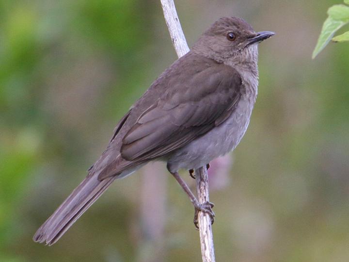 Pantepui Thrush