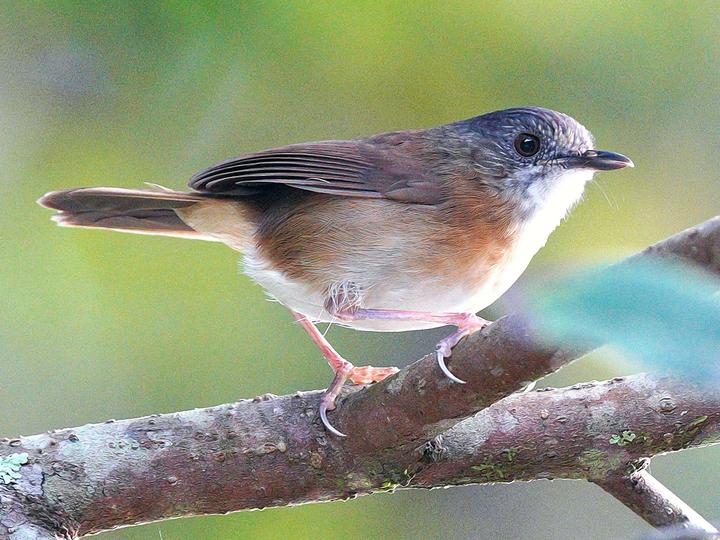 Temminck's Babbler