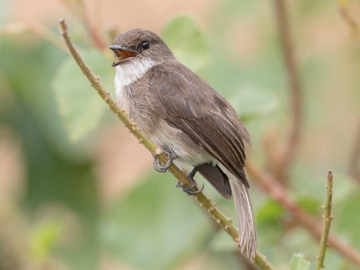 Swamp Flycatcher
