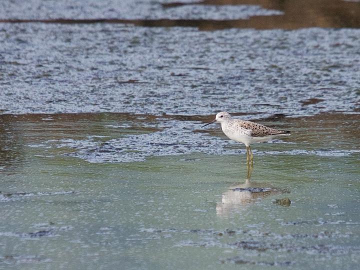 Marsh Sandpiper
