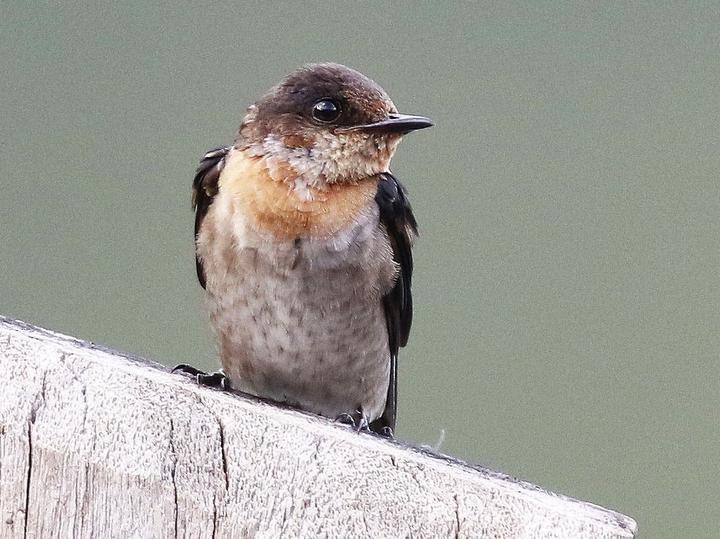 Pacific Swallow