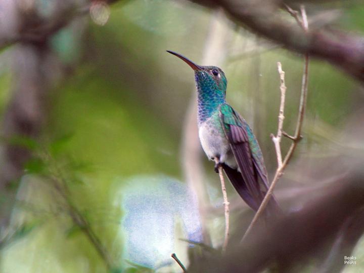 Honduran Emerald