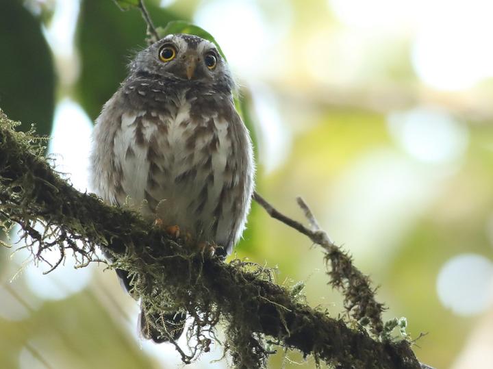 Subtropical Pygmy Owl