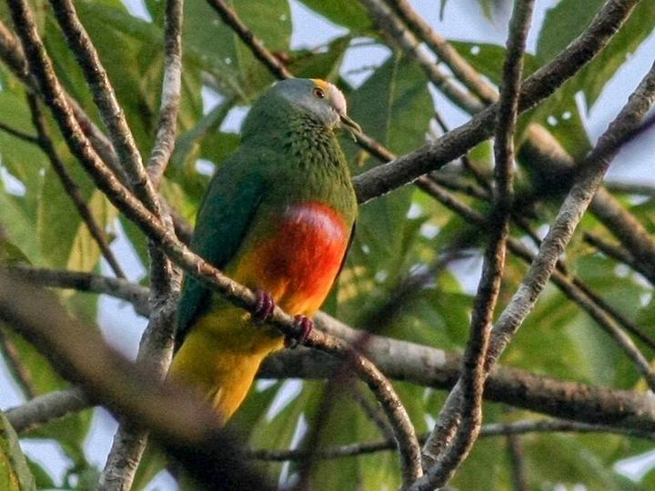 Coroneted Fruit Dove