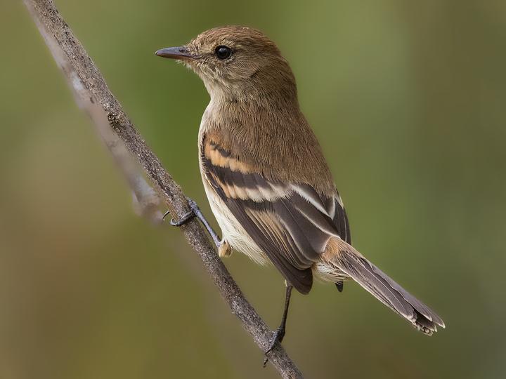 Bran-colored Flycatcher