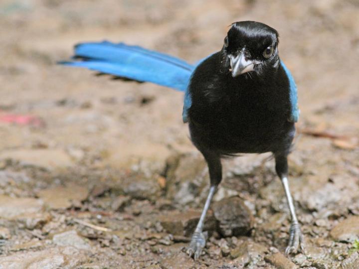 Bushy-crested Jay