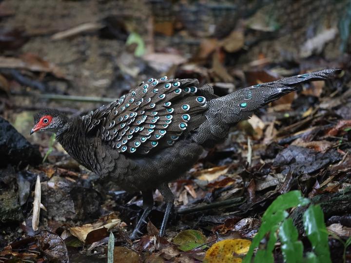 Hainan Peacock-Pheasant