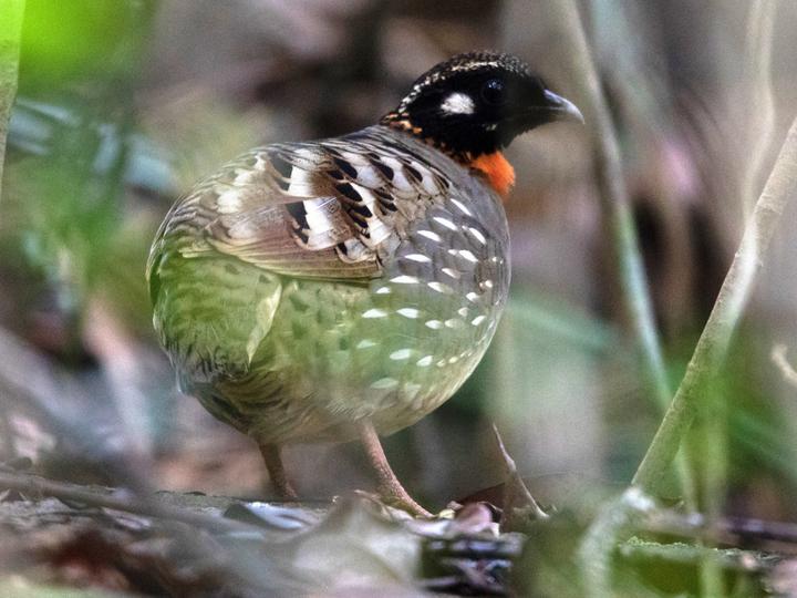 Hainan Partridge