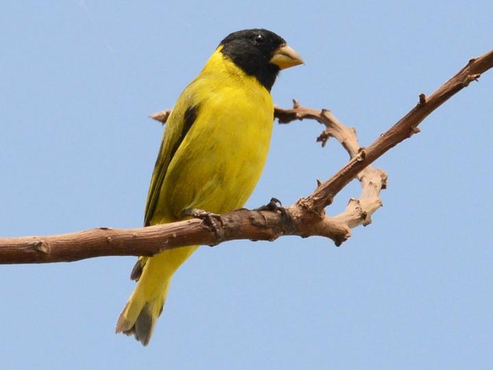 Antillean Siskin