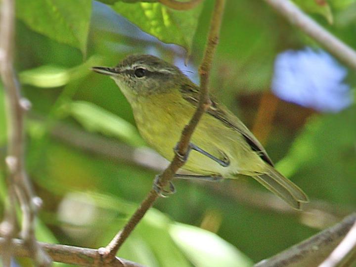 Island Leaf Warbler