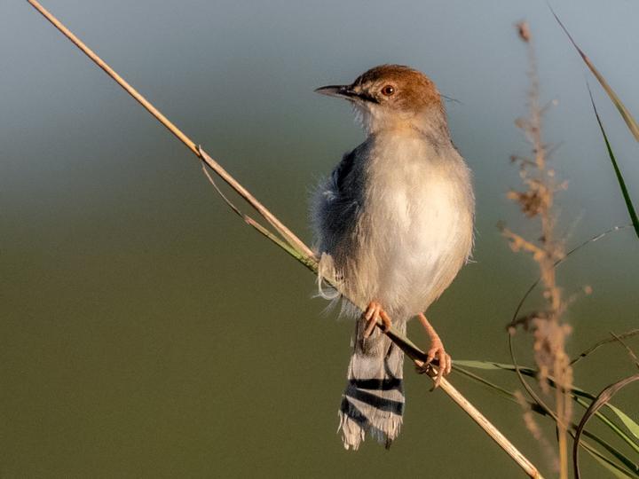 Coastal Cisticola