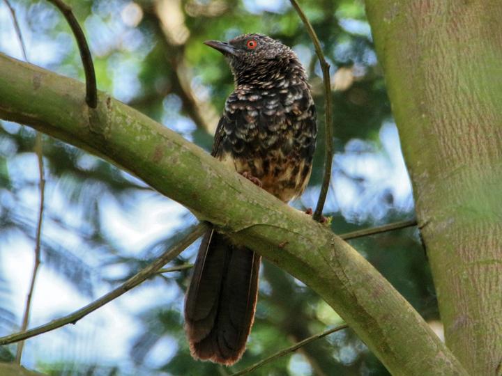 Hinde's Babbler